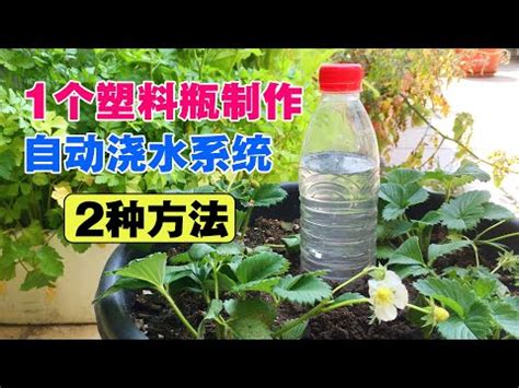 長時間不在家 植物|要離開家一個月，花應該怎麼澆水？